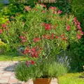 Nerium Oleander