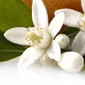 پرتقال گل