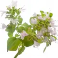 oregano