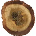 نت عود