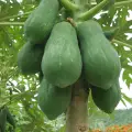 پاپایا