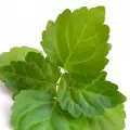 نت پچولی