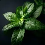 peppermint