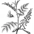 peru balsam