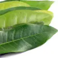 برگ فلفل