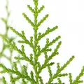 pine