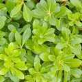 Pitosporum