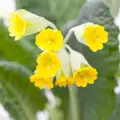 primrose