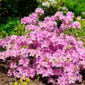 rhododendron