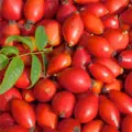 رز هیپ