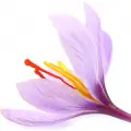 نت زعفران