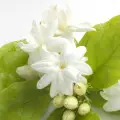 sambac jasmine