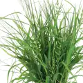 sedge