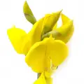 بروم اسپانیایی