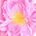 رز طائف
