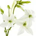 tobacco blossom