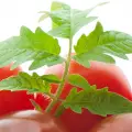 گوجهفرنگی