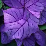 نت برگ بنفشه