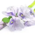سنبل آبی