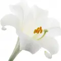 نت نیلوفر آبی