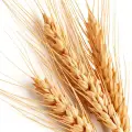 wheat