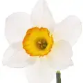 گلهای سفید