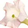 تنباکوی سفید