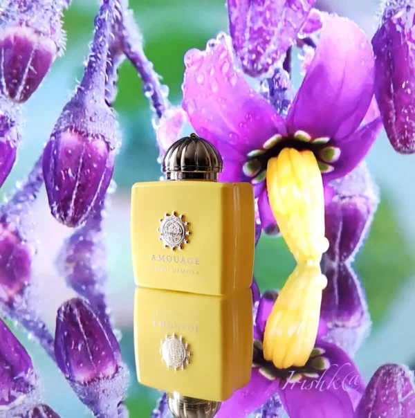 عطر ادکلن آمواج لاو میموسا | Amouage Love Mimosa
