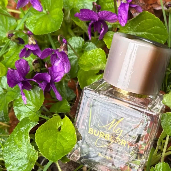 عطر ادکلن باربری مای باربری بلاش | Burberry My Burberry Blush