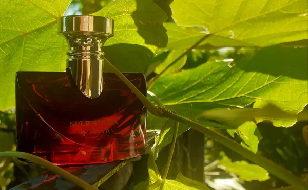 عطر ادکلن بولگاری اسپلندیدا مگنولیا سنشوال | Bvlgari Splendida Magnolia Sensuel