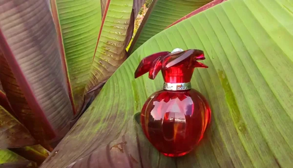عطر ادکلن کارتیر دلیشز | Cartier Delices De Cartier Eau de Parfum